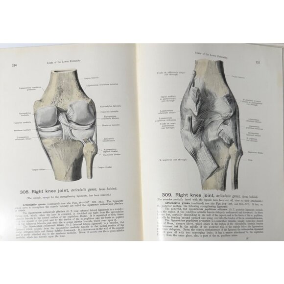 Werner Spalteholz Hand Atlas Of Human Anatomy Vol I Lippincott Medical HC Third - Picture 9 of 16